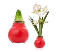 Amaryllis en cire rouge Candy Bloom, 1 bulbe calibre 28/30, de Hollande | Hippeastrum sans pot, terre ni arrosage, démarre en 4 à 6 semaines, hampes de 3 à 5 fleurs, idée cadeau pour table ou fenêtre
