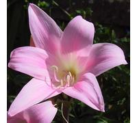 Amaryllis Hippeastrum Bulbes | Bulbes à Fleurs Ornementales pour Pots et Jardin | Floraison Spectaculaire d'Hiver | Qualité Supérieure (1 Amaryllis belladonna)