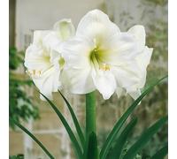 Amaryllis Hippeastrum Bulbes | Bulbes à Fleurs Ornementales pour Pots et Jardin | Floraison Spectaculaire d'Hiver | Qualité Supérieure (1 Amaryllis BLANC)