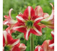 Amaryllis Hippeastrum Bulbes | Bulbes à Fleurs Ornementales pour Pots et Jardin | Floraison Spectaculaire d'Hiver | Qualité Supérieure (1 Amaryllis OCEAN DRIVE)