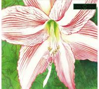 Amaryllis [Import allemand]