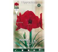 Amaryllis Rosso - No Name - Bulbe 1 Unité - Floraison En Quelques Semaines Multicolore