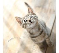 Amazing Grace All Stars [Import Allemand]