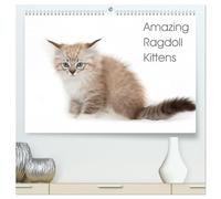 Amazing Ragdoll Kittens (High Quality Premium Wall Calendar 2026 DIN A2 landscape),CALVENDO 12 Month Wall Calendar: beautyfull little ragdoll Kittens