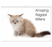 Amazing Ragdoll Kittens (Wall Calendar 2026 DIN A4 landscape), CALVENDO 12 Month Wall Calendar: beautyfull little ragdoll Kittens