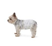 Amazon Basics Lot de 30 Couches jetables pour Chien mâle, Taille XS, Blanc