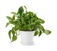 Amazon Basics Pots pour Plantes, 20.3cm, Blanc, 1 Unité