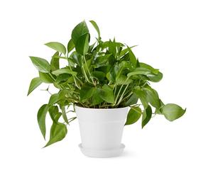 Amazon Basics Pots pour Plantes, 20.3cm, Blanc, 1 Unité