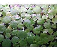 Amazon Frogbits Live Freshwater Aquarium Floating Plant By Soshrimp by SoShrimp