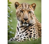 AMBATTERY Création De Tapis Et Canvas Portrait Animalier Du Léopard Kit De Fabrication De Tapis Pour Adultes Grand Coussin Latch Mat Yourself Knotting Beginners,Diy Latch Hook Kits Tapisserie 31x45in