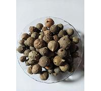 Ambe Ayurveda - Majuphal - Masikai - Galle de chêne - Quercus Infectoria - 200 g