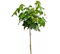 Amberbaum Liquidambar Styraciflua Boule de gomme, tronc haut, 40 cm