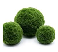 Ameble Live Marimo Lot de 3 Boules de Mousse pour Aquarium et décoration Terrarium, Tailles Assorties 2, 4 à 4 cm, Boule Mousse Naturelle pour décoration d'aquarium Maison