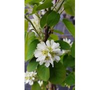 Amelanchier alnifolia 'Martin' / Amélanchier à feuille d'Aulne/Conteneur de 5 à 6 litres/Baliveau Fruitier