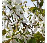 Amélanchier - amelanchier 'ballerina' - 60-80 cm pot