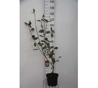 Amelanchier 'Ballerina' - Poirier des rochers conteneur 60- 80 cm