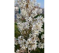Amelanchier canadensis 'Prince William' / Amélanchier du Canada/Conteneur de 3 à 4 litres