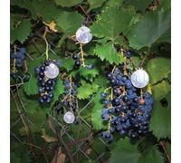 American Cream Band - Presents [Import]