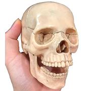 AMITD 1:2 PVC Modèle de crâne humain : 15 pièces détachables, manuel de description des os pour l'enseignement de l'anatomie