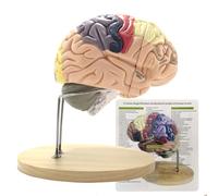 AMITD 2 modèles de cerveau élargis en 4 parties avec zones de couleur pour l'apprentissage de la structure du cerveau