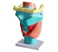 AMITD 2 x modèle Larynx Magnified, 3 parties détachables avec texture transparente pour l'enseignement