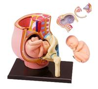 AMITD 4D Human Pregnancy Pelvis Modèle 9 mois pour l'apprentissage de l'anatomie