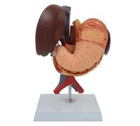 AMITD 5 organes Modèle abdomen avec identification numérique : Liver, Gallbladder, pancréas, spleen et stomach