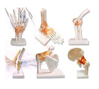 AMITD 6 pièces Squelette humain Modèle : main, pied, hanche, genoux ligaments pour enseignants et ornements hôpitaux