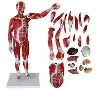 AMITD 80 cm Modèle de muscle humain et organe : 27 pièces, tête, cou, torse, 238 indications pour l'apprentissage de l'anatomie