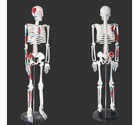 AMITD 85 cm Modèle de squelette humain : coloration semi-musculaire, détachable pour l'enseignement de l'anatomie