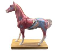AMITD Cheval Acupuncture Model, 114 points et organes, pour cours et cliniques
