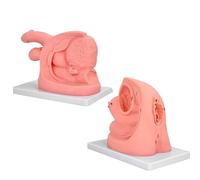 AMITD Kit d'entraînement pour cathéter urétral masculin et féminin - Anatomie génitale simplifiée pour la pratique médicale