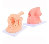 AMITD Life-Size Kit d'entraînement pour cathéter urinaire - Sexe génital masculin et féminin pour Med Lab
