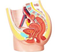 AMITD Life-Size Pelvis Lot de 2 organes amovibles pour OB-GYN et salle de classe anatomique