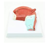 AMITD Lifesize Oral Gland & Tongue Modèle w/Pièces détachables pour l'enseignement