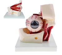 AMITD Lot de 3 modèles d'yeux humains élargis avec squelette oculaire, anatomie orbite pour salle de classe scientifique