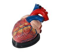 AMITD Lot de 3 modèles en forme de cœur humain en 3 parties pour enseigner l'anatomie du cardiac
