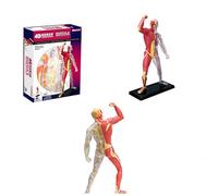 AMITD Mini modèle de système musculaire, anatomie humaine pour les enfants et l'apprentissage médical