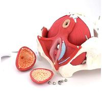 AMITD Modèle Abdomen & Pelvis pour femme, taille réelle, organes et muscles amovibles pour classe OB-GYN