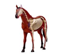 AMITD Modèle anatomique de cheval 4D, 26 pièces détachables, pour l'entraînement vétérinaire