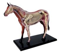 AMITD Modèle anatomique de cheval 4D avec 26 pièces détachables pour l'entraînement vétérinaire
