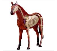 AMITD Modèle anatomique de cheval amovible 4D pour l'entraînement et la démonstration de clinique d'animaux de compagnie