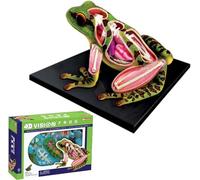 AMITD Modèle anatomique de grenouille 4D, 31 pièces détachables, squelette et kit de dissection
