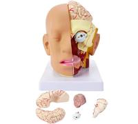 AMITD Modèle anatomique de tête humaine et cerveau en 4 parties, taille vie, pour éducation médicale
