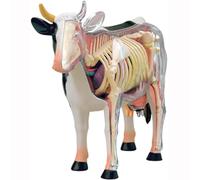 AMITD Modèle anatomique de vache 4D 29 pièces pour l'apprentissage vétérinaire et la démonstration de clinique des animaux