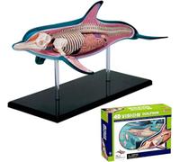 AMITD Modèle anatomique Dolphin 4D, 18 pièces détachables, pour l'enseignement et l'étude médicale
