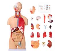 AMITD Modèle anatomique double sexe de 33,4", 32 pièces amovibles, cœur, cerveau, muscles, pour salle de classe médicale