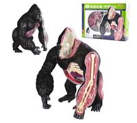 AMITD Modèle anatomique Gorilla 4D, 29 pièces, détachable, aide à l'apprentissage Vet & School