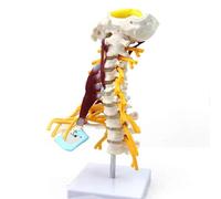 AMITD Modèle d'araignée cervicale de taille réelle avec muscles et nerfs - Aide à l'apprentissage de l'anatomie des os