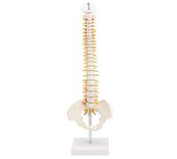 AMITD Modèle d'araignée humaine de 45 cm avec disques intervertébraux, nerfs et pelvis pour l'enseignement